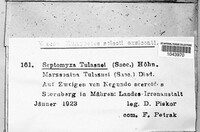 Septomyxa tulasnei image